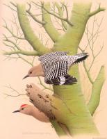 William Zimmerman - Gila Woodpecker